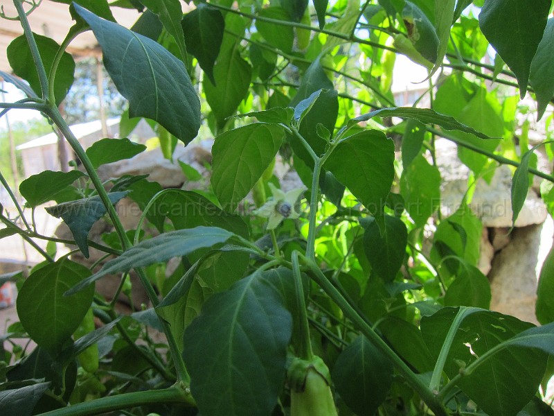 mayan_punachen33.JPG - Documantary photos of villages of Calkani, Campeche november 2011