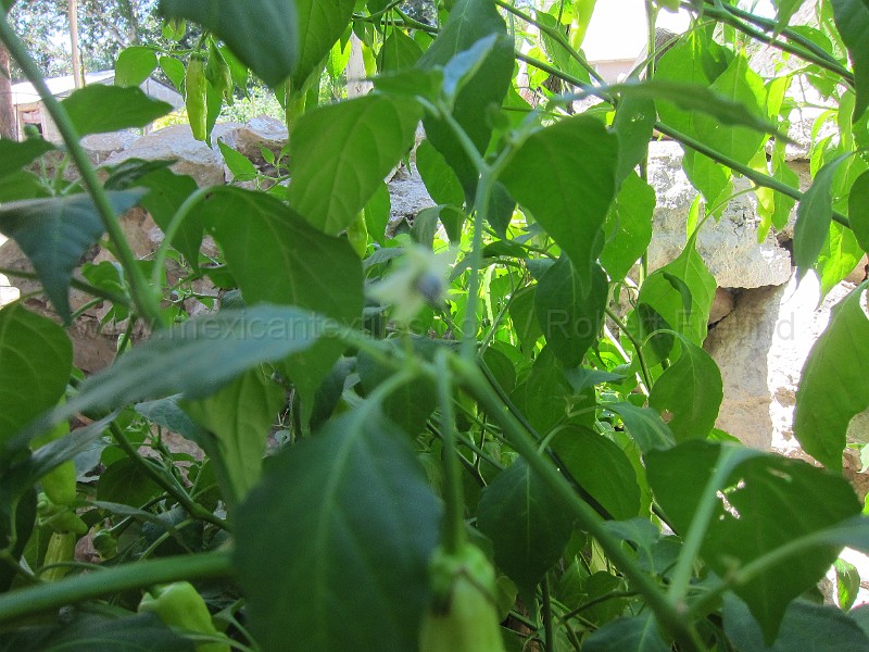 mayan_punachen34.JPG - Documantary photos of villages of Calkani, Campeche november 2011