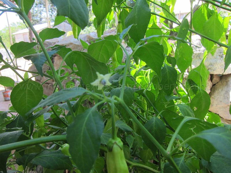 mayan_punachen35.JPG - Documantary photos of villages of Calkani, Campeche november 2011