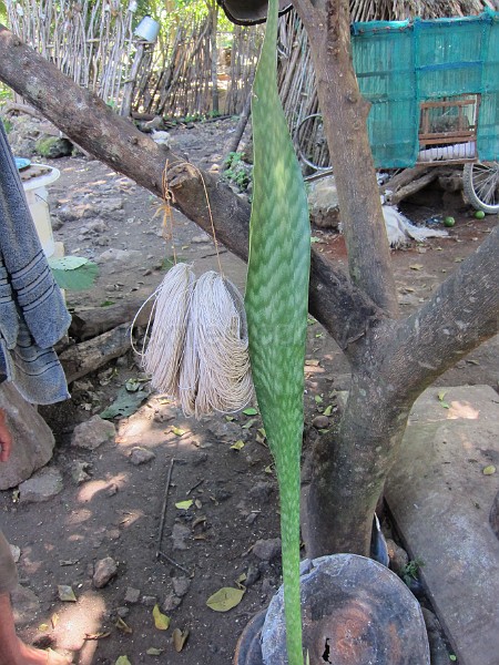 mayan_punachen36.JPG - Documantary photos of villages of Calkani, Campeche november 2011