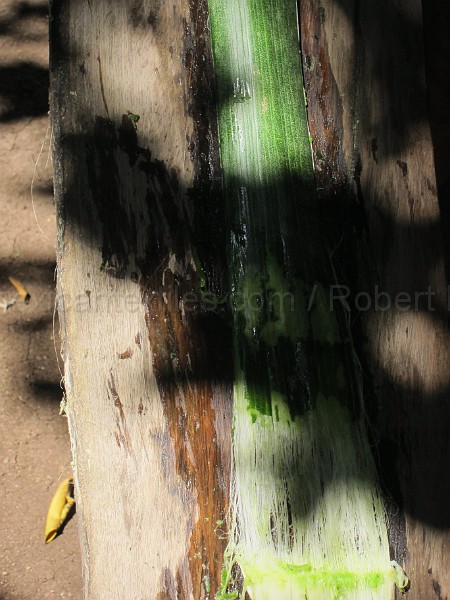 mayan_punachen42.JPG - Documantary photos of villages of Calkani, Campeche november 2011