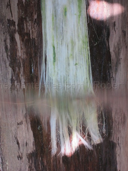 mayan_punachen44.JPG - Documantary photos of villages of Calkani, Campeche november 2011