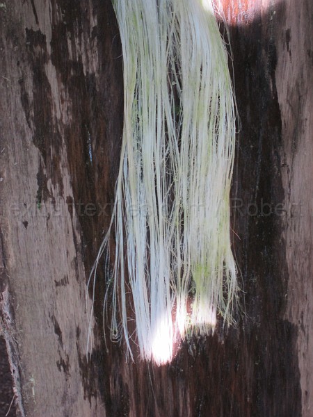 mayan_punachen45.JPG - Documantary photos of villages of Calkani, Campeche november 2011