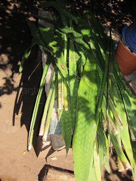 mayan_punachen47.JPG - Documantary photos of villages of Calkani, Campeche november 2011