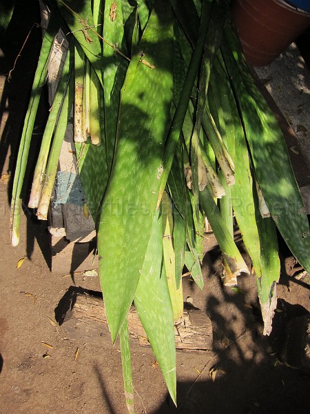 mayan_punachen48.JPG - Documantary photos of villages of Calkani, Campeche november 2011