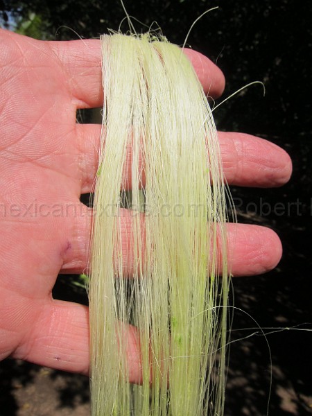 mayan_punachen51.JPG - Documantary photos of villages of Calkani, Campeche november 2011