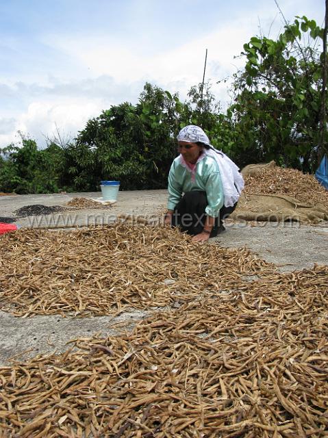 bean_processing_1.JPG - Maria Manuela Aparizio in traditional dress working on her roof top getting beans out of the dried pods.