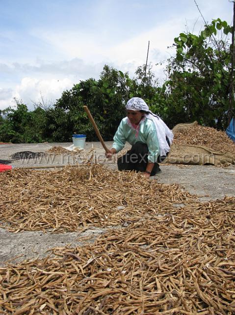bean_processing_2.JPG.JPG - Maria Manuela Aparizio in traditional dress working on her roof top getting beans out of the dried pods.