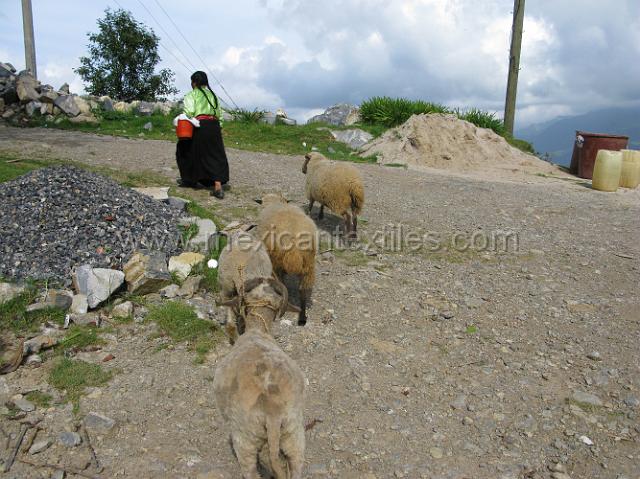 nahua_xochitlaxco_33.JPG - herding goats at the top of the hill above the town.
